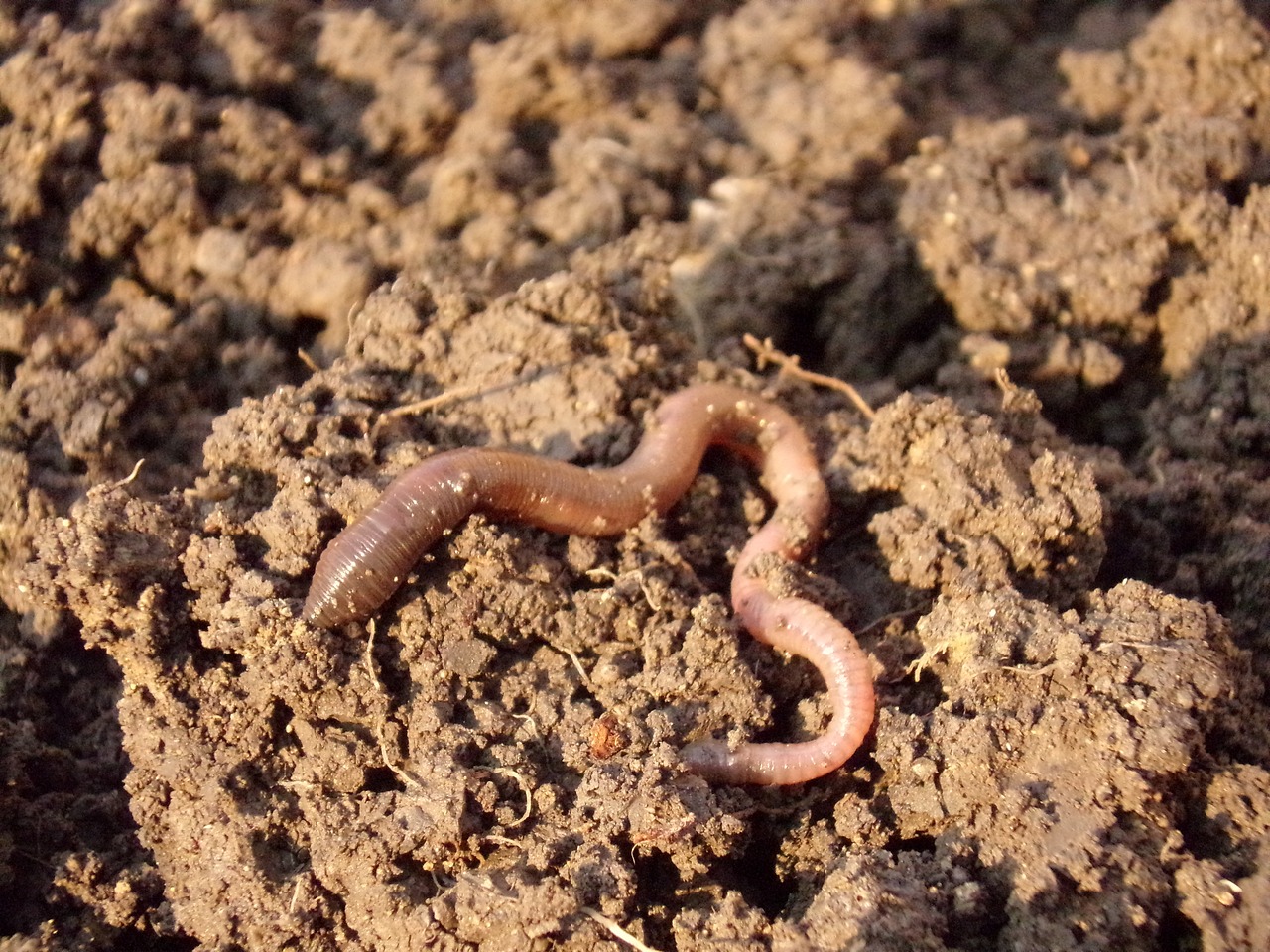 Why Are Earthworms Good For My Garden? ~ Just Dabbling Along